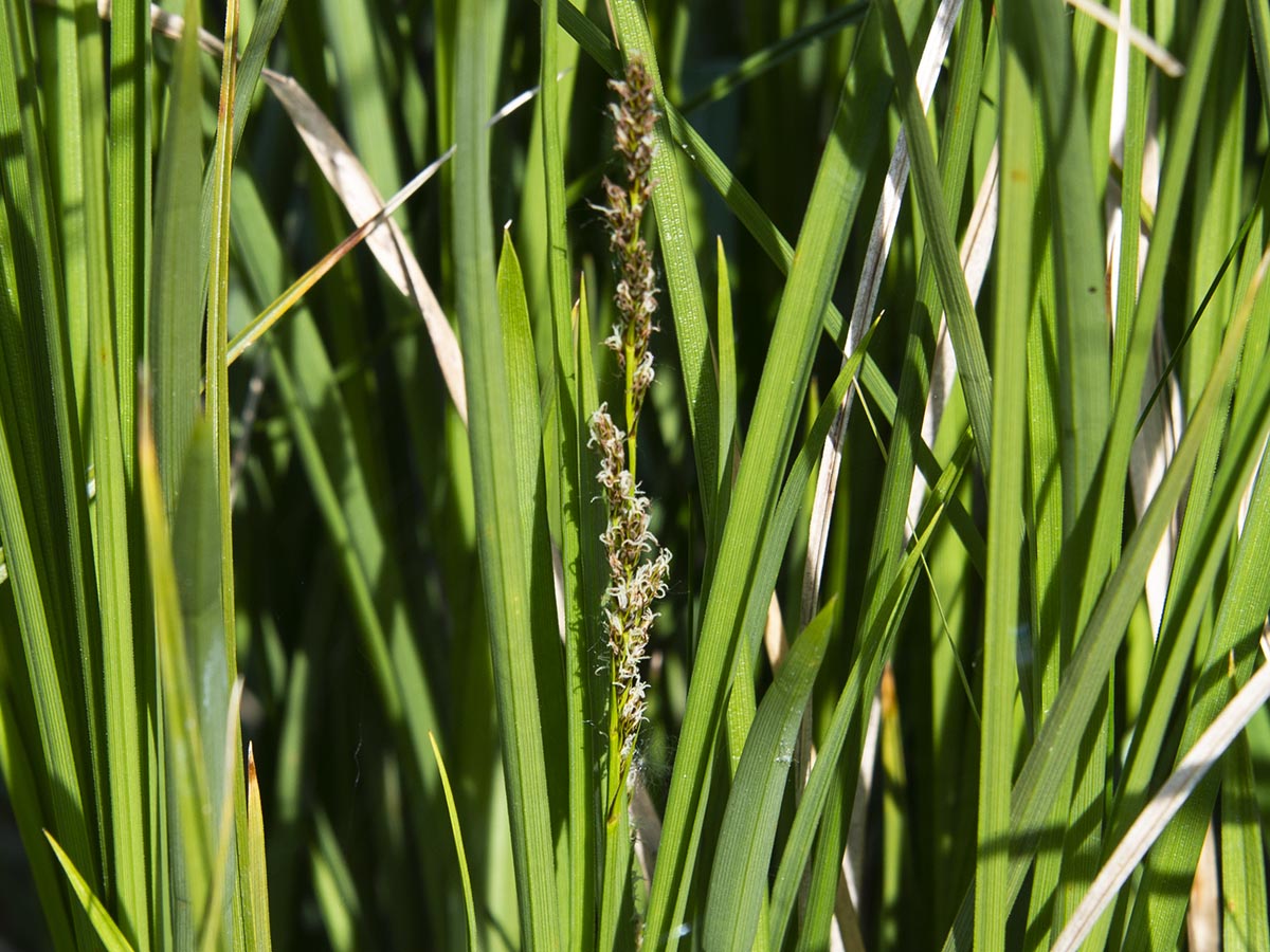 Carex paniculata